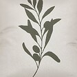 ATMOSPHERA - Housse de coussin d'extérieur Tileo 40x40cm motif feuille beige et vert - vignette