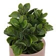 ATMOSPHERA - Plante artificielle en pot "Tayli" H18cm - vignette