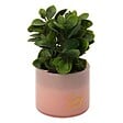 ATMOSPHERA - Plante artificielle en pot "Tayli" H18cm - vignette