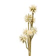 ATMOSPHERA - Fleur artificielle Fria H67cm - vignette