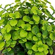 ATMOSPHERA - Plante artificielle "Dusty" H16cm - vignette