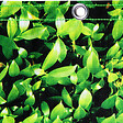 ID MARKET - Brise vue occultant 1,5 x 10 M imprimé feuillage 160 gr/m² - vignette