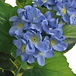 VIDAXL - vidaXL Plante hortensia artificielle avec pot 60 cm Bleu - vignette