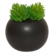 ATMOSPHERA - Plante grasse aimantée D6 - vignette