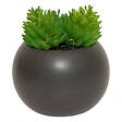 ATMOSPHERA - Plante grasse aimantée D6 - vignette