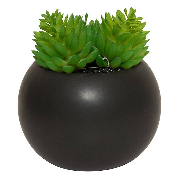 ATMOSPHERA - Plante grasse aimantée D6 - large