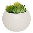 ATMOSPHERA - Plante grasse aimantée D6 - vignette