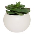 ATMOSPHERA - Plante grasse aimantée D6 - vignette