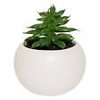 ATMOSPHERA - Plante grasse aimantée D6 - vignette