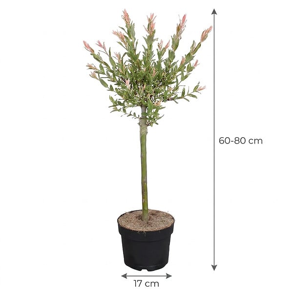 BLOOMIQUE - Salix integra 'Flamingo' - Saule panaché - Plantes de jardin - Rustiques - H. 60-80 cm - P. 17 cm - large