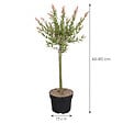 BLOOMIQUE - Salix integra 'Flamingo' - Saule panaché - Plantes de jardin - Rustiques - H. 60-80 cm - P. 17 cm - vignette