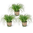 BLOOMIQUE - Lot de 3 - Cyperus zumula - Herbe à chat - Plante d’intérieur - H. 20-30 cm - P. 12 cm - vignette