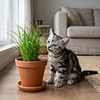 BLOOMIQUE - Lot de 3 - Cyperus zumula - Herbe à chat - Plante d’intérieur - H. 20-30 cm - P. 12 cm - vignette
