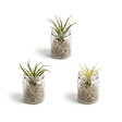 BLOOMIQUE - Lot de 3 - Tillandsia en Verre - Plantes aériennes - Plantes d’intérieur - Très facile à entretenir - vignette