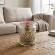 BLOOMIQUE - Lot de 3 - Tillandsia en Verre - Plantes aériennes - Plantes d’intérieur - Très facile à entretenir - vignette