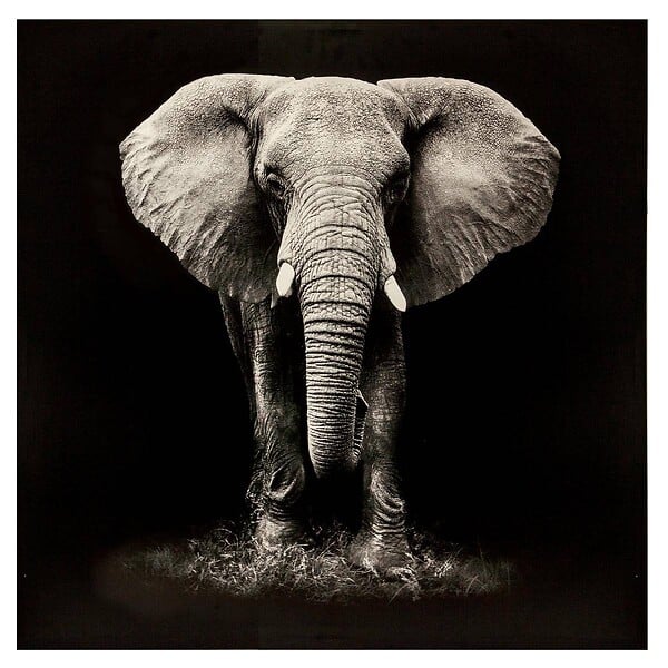 ATMOSPHERA - Toile imprimée éléphant 100x100cm - large