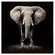 ATMOSPHERA - Toile imprimée éléphant 100x100cm - vignette