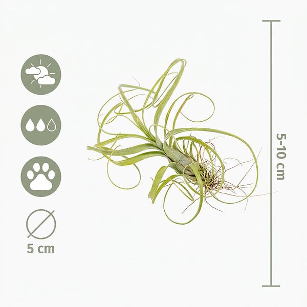 BLOOMIQUE - Lot de 10 - Tillandsia - Plantes aériennes - Dépolluantes - Très faciles d’entretien - 5-15 cm - large