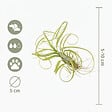 BLOOMIQUE - Lot de 10 - Tillandsia - Plantes aériennes - Dépolluantes - Très faciles d’entretien - 5-15 cm - vignette
