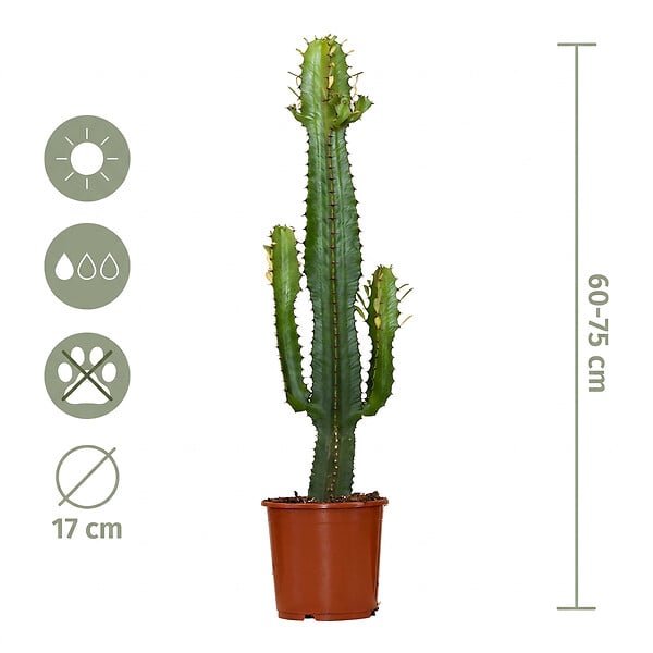BLOOMIQUE - Euphorbia Acrurensis - Euphorbe - Cactus Cowboy - Plante cactus - H. 60-70 cm - P. 17 cm - large