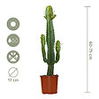 BLOOMIQUE - Euphorbia Acrurensis - Euphorbe - Cactus Cowboy - Plante cactus - H. 60-70 cm - P. 17 cm - vignette