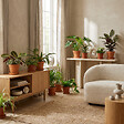 BLOOMIQUE - Assortiment de 12 - Coffret Seconde Chance - Coffret Surprise Durable - H. 20-40 cm - P. 12 cm - vignette