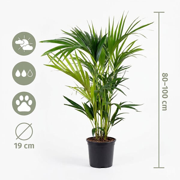 BLOOMIQUE - Howea Forsteriana - Palmier Kentia - Plantes d’intérieur - Dépolluante - H. 80-100 cm - P. 19 cm - large