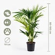 BLOOMIQUE - Howea Forsteriana - Palmier Kentia - Plantes d’intérieur - Dépolluante - H. 80-100 cm - P. 19 cm - vignette
