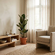 BLOOMIQUE - Ficus Elastica Robusta - Hévéa - Plante à caoutchouc - Plantes d'intérieur - H. 80-100 cm - P. 21 cm - vignette