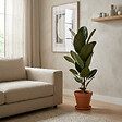 BLOOMIQUE - Ficus Elastica Robusta - Hévéa - Plante à caoutchouc - Plantes d'intérieur - H. 80-100 cm - P. 21 cm - vignette