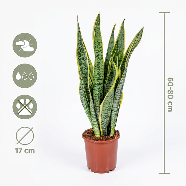 BLOOMIQUE - Lot de 2 - Sansevieria 'Laurentii' XL - Langue de belle-mère - Succulente - H. 55-65 cm - large