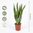 BLOOMIQUE - Lot de 2 - Sansevieria 'Laurentii' XL - Langue de belle-mère - Succulente - H. 55-65 cm - vignette
