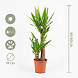 BLOOMIQUE - Yucca Elephantipes - Yucca pied d’éléphant - Plante d’intérieur - H. 60-70 cm - P. 17 cm - vignette