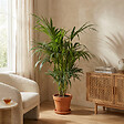 BLOOMIQUE - Howea Forsteriana - Palmier Kentia - Plante d’intérieur - Dépolluante - H. 120-140 cm - P. 24 cm - vignette
