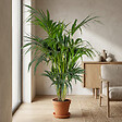 BLOOMIQUE - Howea Forsteriana - Palmier Kentia - Plante d’intérieur - Dépolluante - H. 120-140 cm - P. 24 cm - vignette