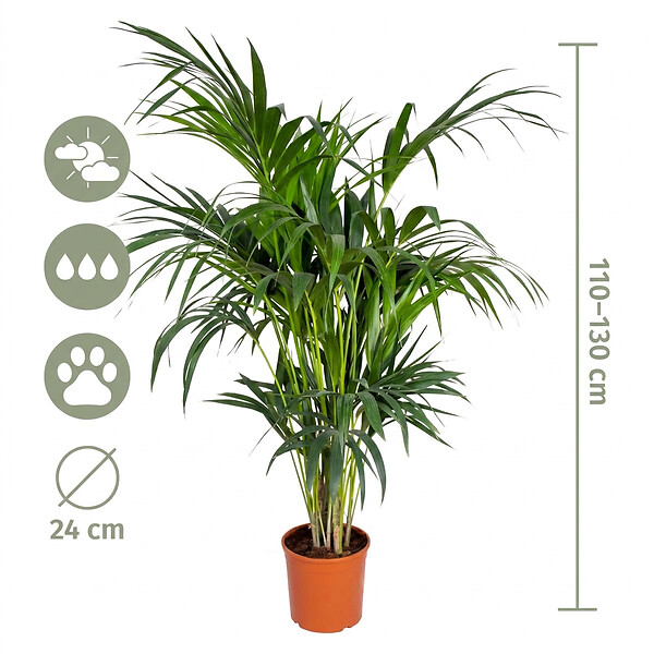 BLOOMIQUE - Howea Forsteriana - Palmier Kentia - Plante d’intérieur - Dépolluante - H. 120-140 cm - P. 24 cm - large