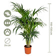 BLOOMIQUE - Howea Forsteriana - Palmier Kentia - Plante d’intérieur - Dépolluante - H. 120-140 cm - P. 24 cm - vignette
