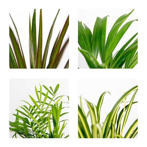 BLOOMIQUE - Lot de 4 - Mélange dépolluant - Dracaena, Dypsis, Chamaedorea, Chlorophytum - H. 20-40 cm - P. 12 cm - large