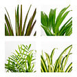 BLOOMIQUE - Lot de 4 - Mélange dépolluant - Dracaena, Dypsis, Chamaedorea, Chlorophytum - H. 20-40 cm - P. 12 cm - vignette