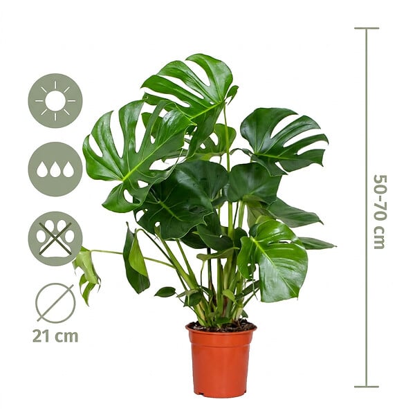 BLOOMIQUE - Monstera Deliciosa - Monstera - Plantes d’intérieur - Dépolluante - H. 70-80 cm - P. 21 cm - large