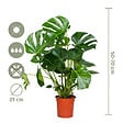 BLOOMIQUE - Monstera Deliciosa - Monstera - Plantes d’intérieur - Dépolluante - H. 70-80 cm - P. 21 cm - vignette