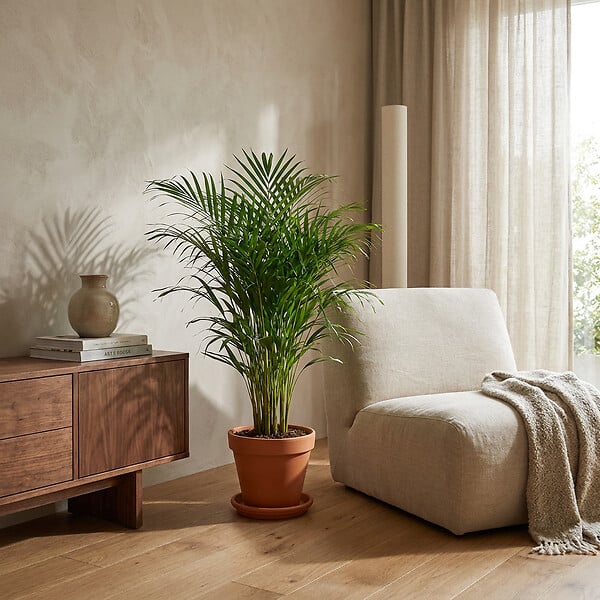 BLOOMIQUE - Dypsis Lutescens - Palmier Areca - Plantes d’intérieur - Dépolluante - H. 100-110 cm - P. 21 cm - large