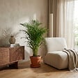 BLOOMIQUE - Dypsis Lutescens - Palmier Areca - Plantes d’intérieur - Dépolluante - H. 100-110 cm - P. 21 cm - vignette