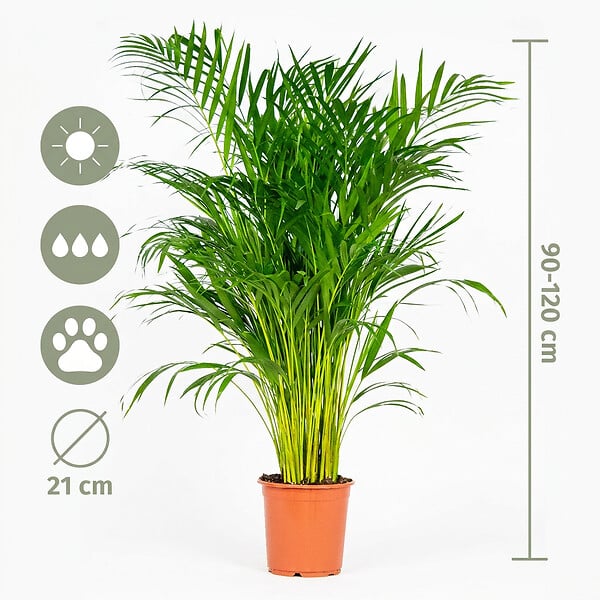 BLOOMIQUE - Dypsis Lutescens - Palmier Areca - Plantes d’intérieur - Dépolluante - H. 100-110 cm - P. 21 cm - large