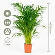 BLOOMIQUE - Dypsis Lutescens - Palmier Areca - Plantes d’intérieur - Dépolluante - H. 100-110 cm - P. 21 cm - vignette