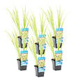 BLOOMIQUE - Lot de 6 - Acorus Ogon - Acore nain - Plantes de bassin - Résistante au gel - H. 10-20 cm - P. 9 cm - vignette