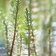 BLOOMIQUE - Hippuris Vulgaris - Hippuride - Plantes de bassin - Plantes aquatiques - H. 10-20 cm - P. 11 cm - vignette