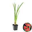 BLOOMIQUE - Schizostylis Coccinea - Lys des Cafres rouge - Glaïeul des marais - H. 10-20 cm - P. 9 cm - vignette