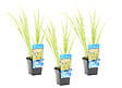 BLOOMIQUE - Lot de 3 - Acorus Ogon - Acore nain - Plantes de bassin - Résistante au gel - H. 10-20 cm - P. 9 cm - vignette
