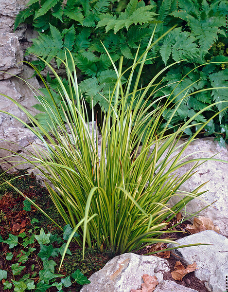 BLOOMIQUE - Lot de 3 - Acorus Ogon - Acore nain - Plantes de bassin - Résistante au gel - H. 10-20 cm - P. 9 cm - large